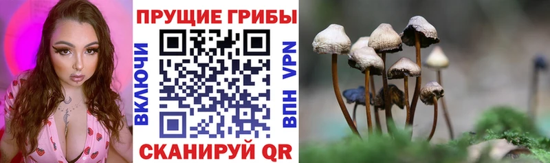 Галлюциногенные грибы GOLDEN TEACHER  kraken сайт  Старица 